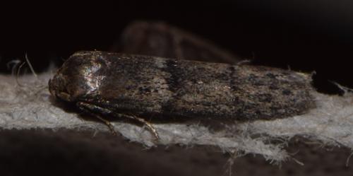 Blastobasis sp.